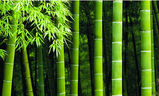 竹木炭衣柜持續走熱市場 博詩曼揭曉其中秘密