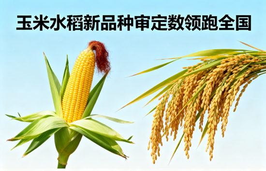 中國中化基因編輯技術突破：玉米水稻新品種審定數領跑全國